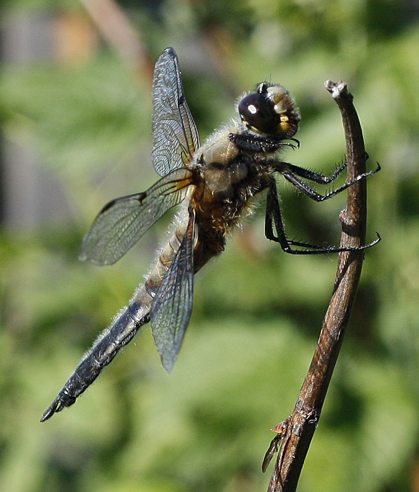 Photograph by Мария Самоловова