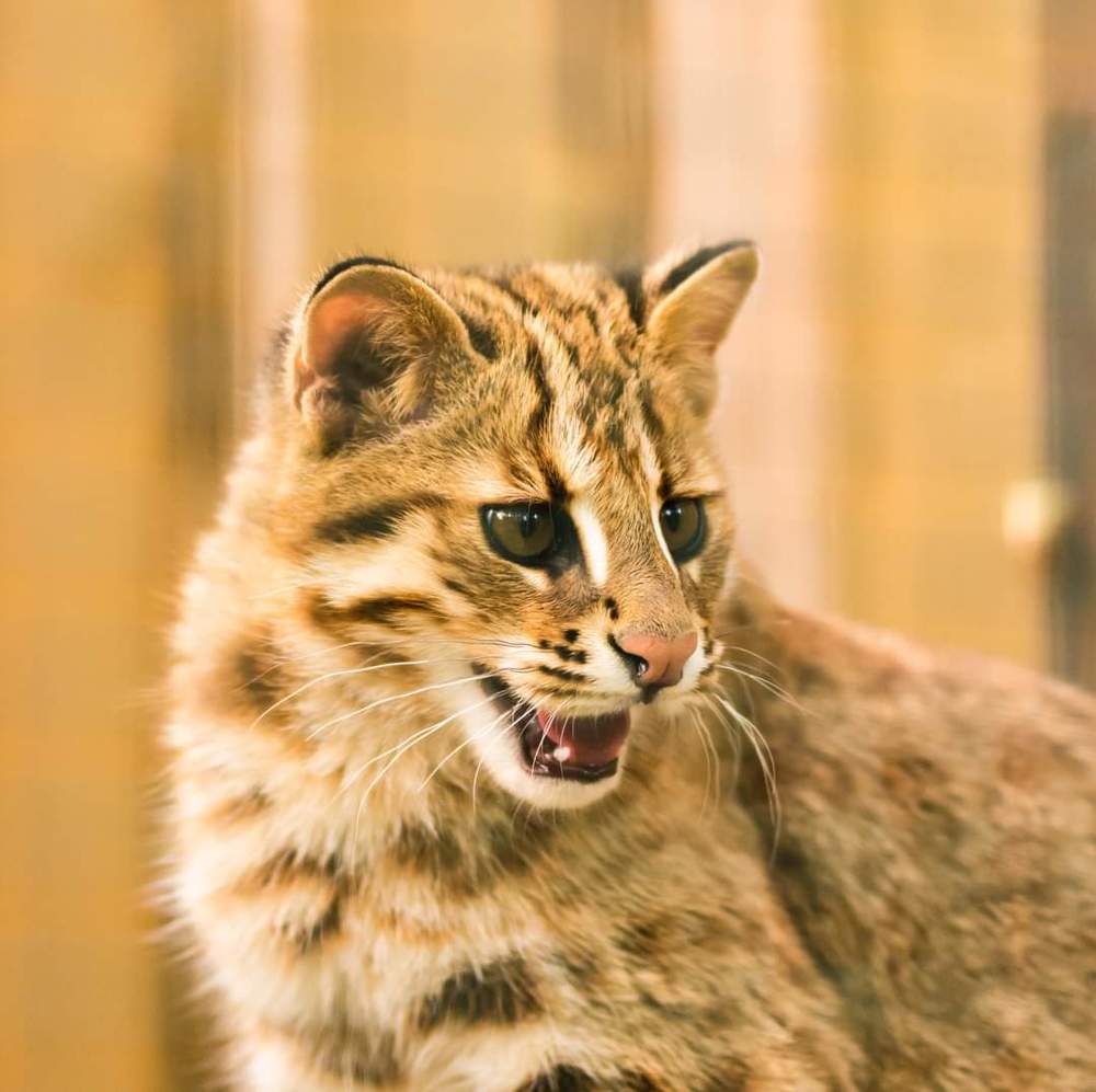 амурский кот.