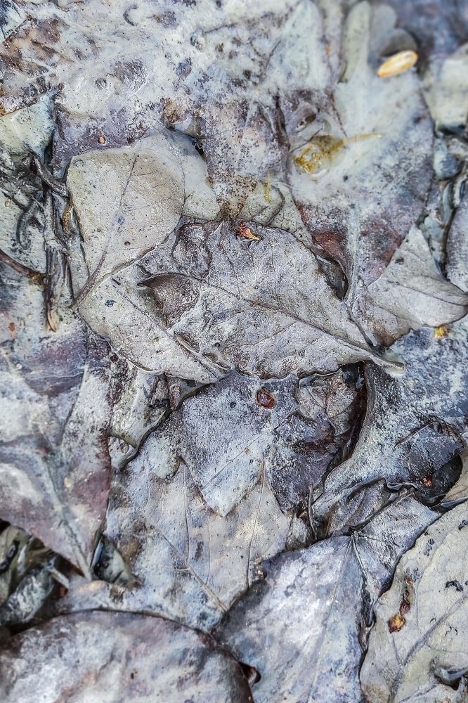 Photograph by Alla Matrosova