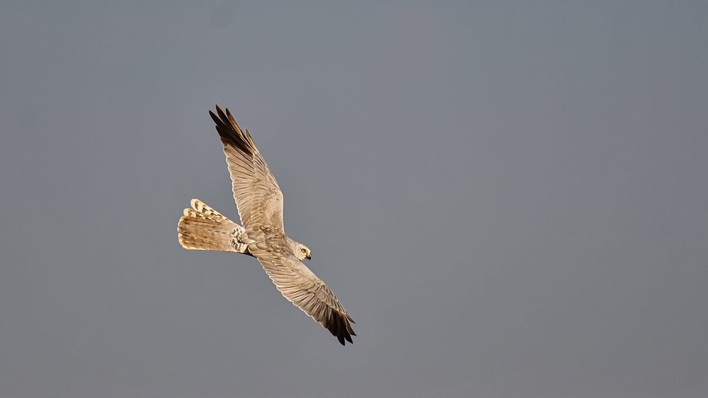 Photograph by Manjri Saxena