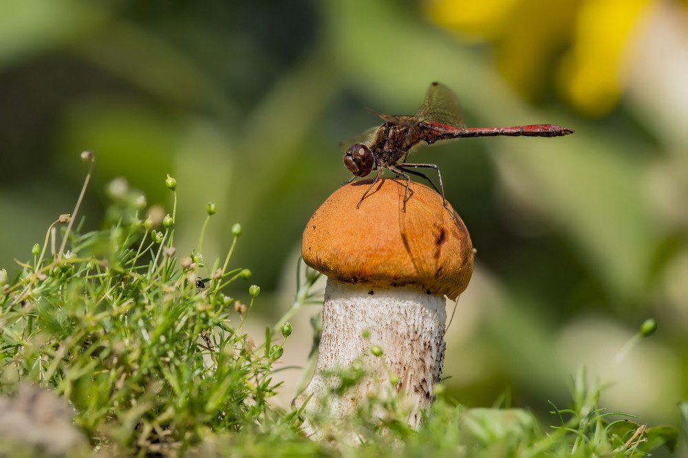 Photograph by Сергей Чупахин
