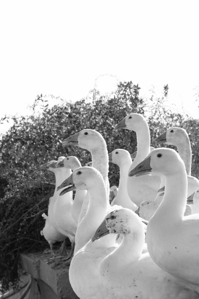 Photograph by Лена Тулай