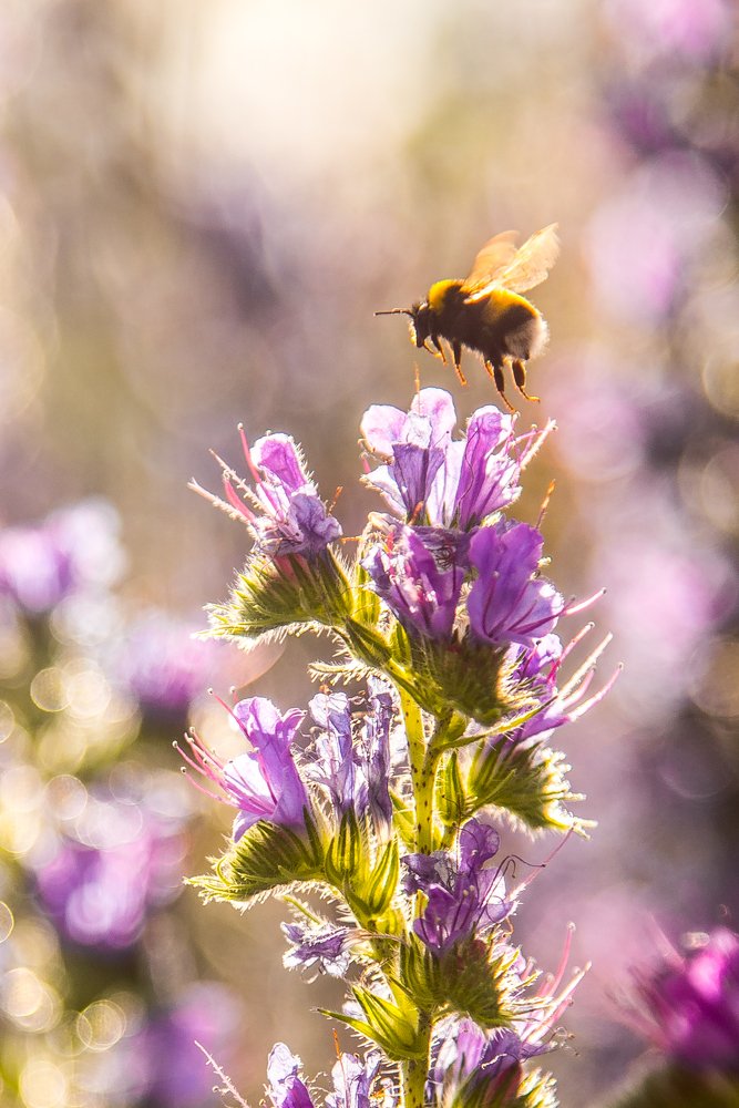 Photograph by Alla Matrosova