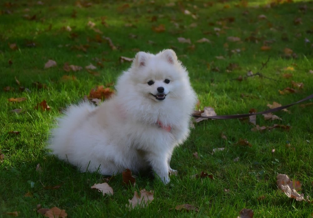 Фотография автора Альбина Хвастунова