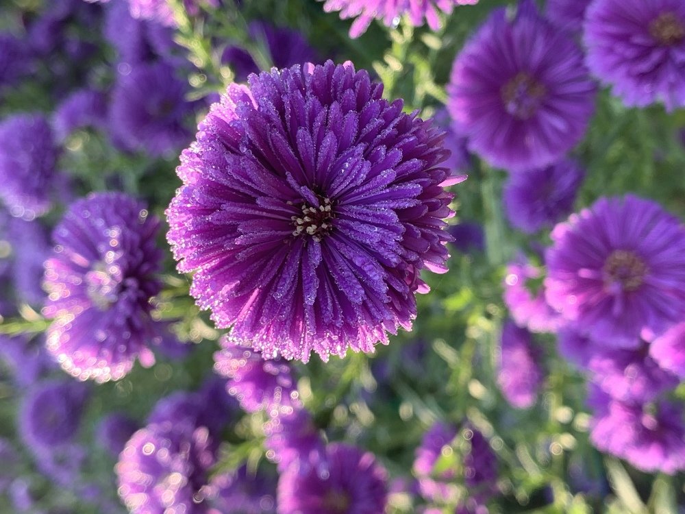 Стремление