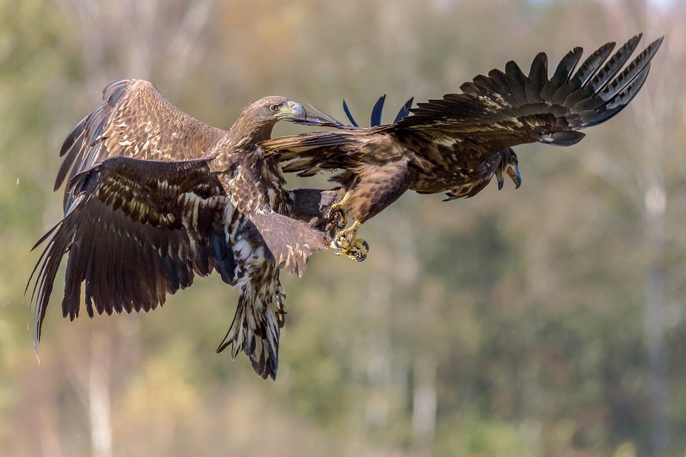 Photograph by Massimo Tamajo