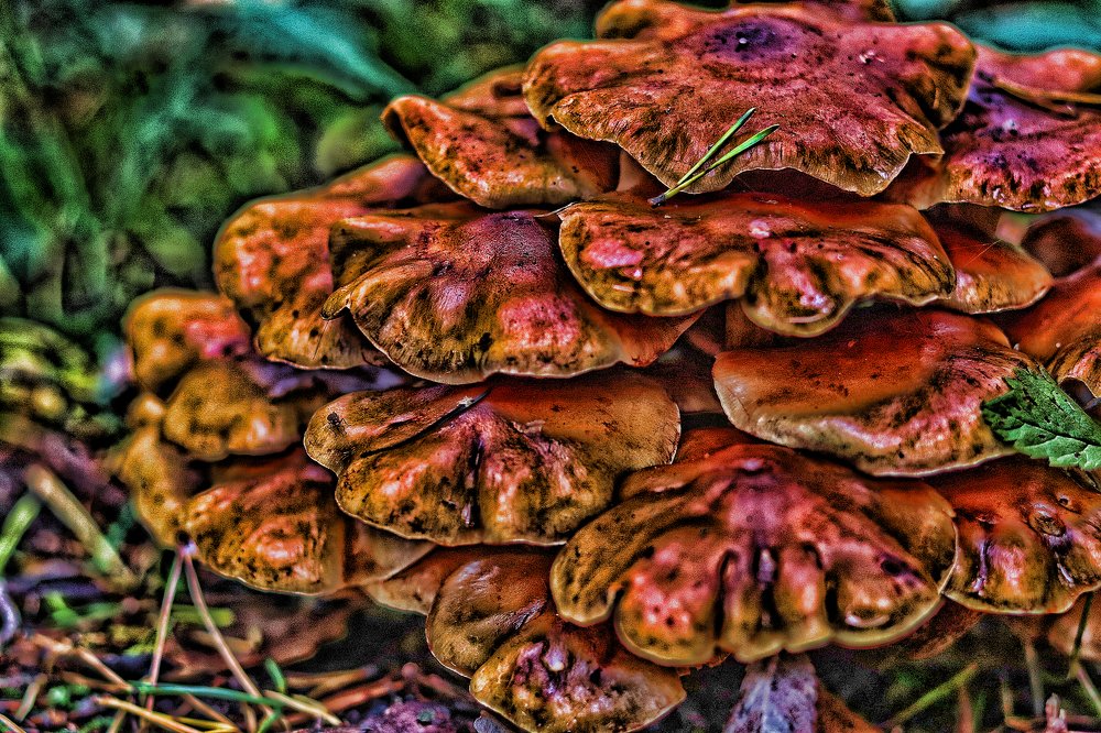 Photograph by Tatyana Semenova