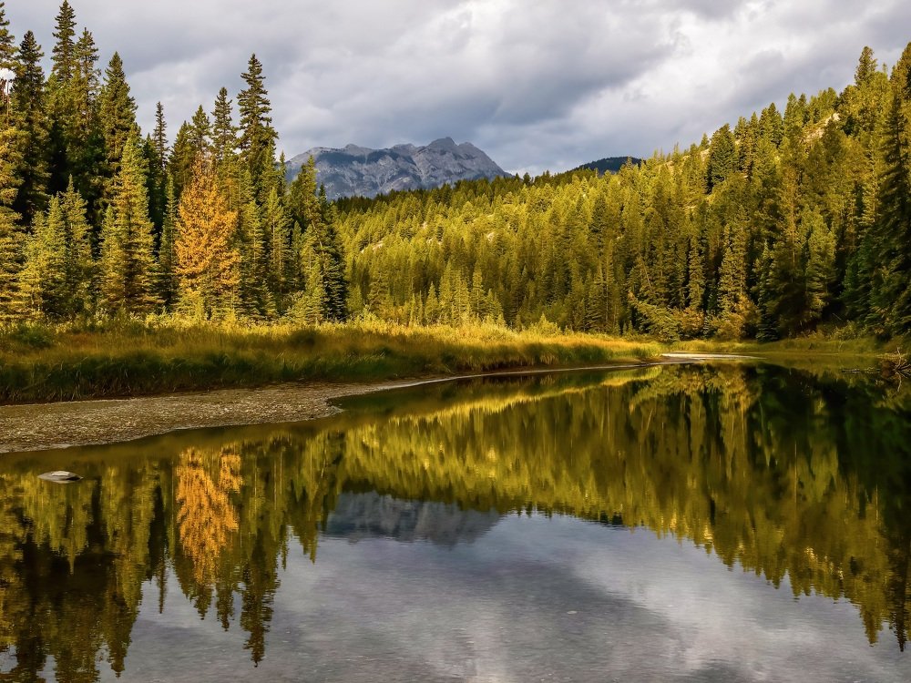 A strong beam of morning sunlight brightens a section of the forest along the river