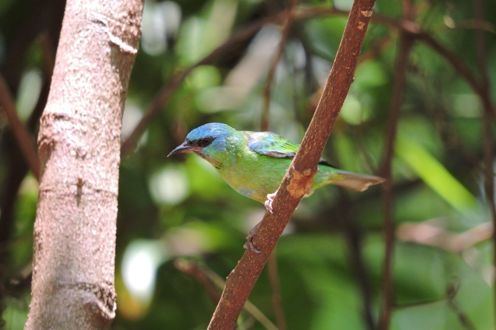 Photograph by CARLOS ALBERTO MOURA HENRIQUE