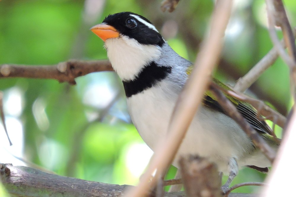 Photograph by CARLOS ALBERTO MOURA HENRIQUE