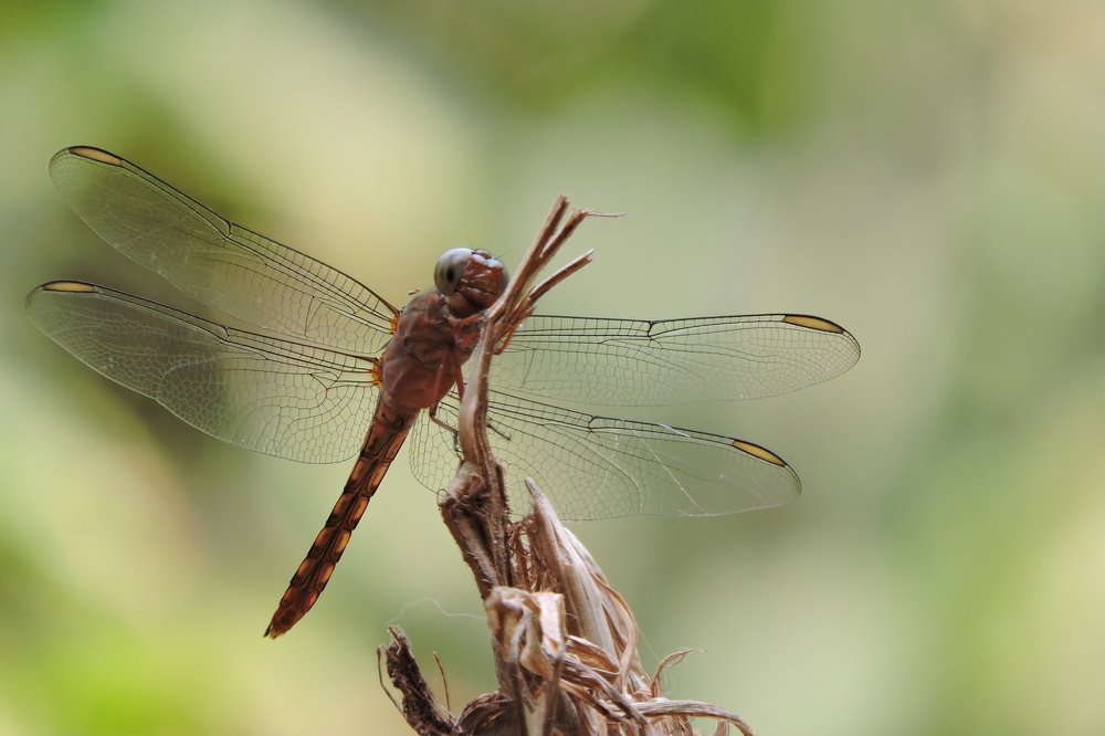 Photograph by CARLOS ALBERTO MOURA HENRIQUE