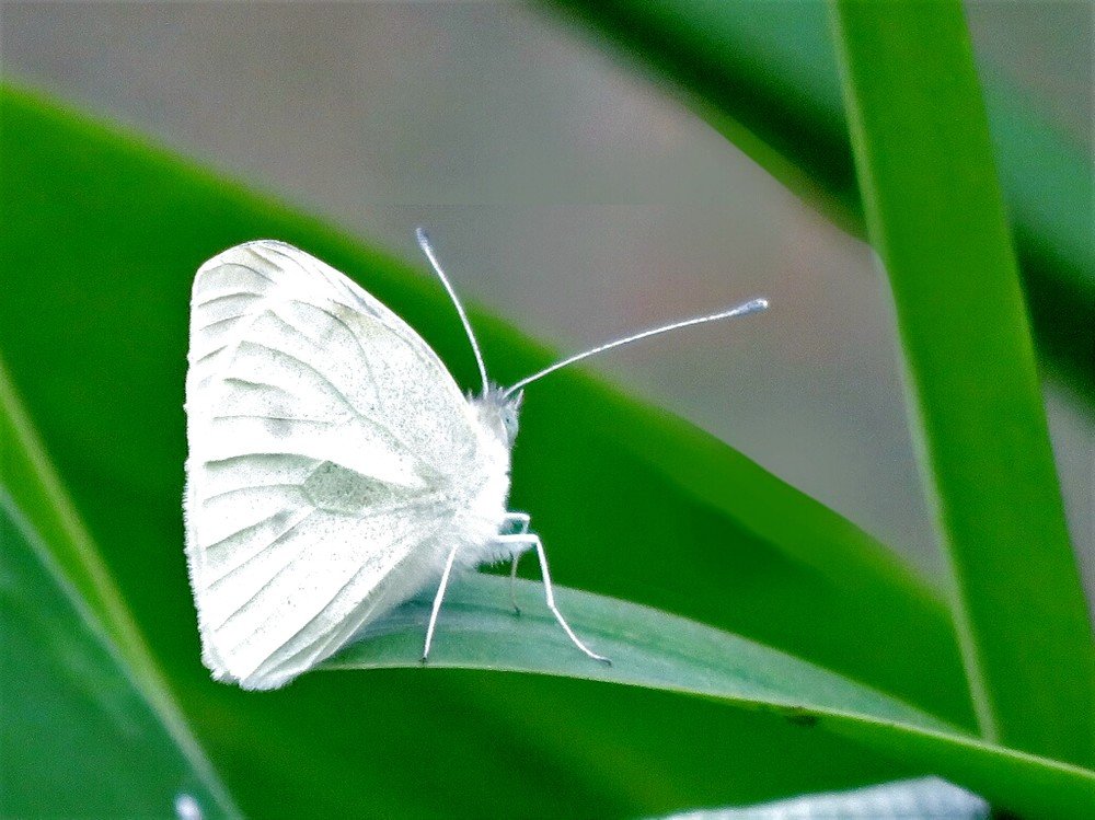 White butterfly