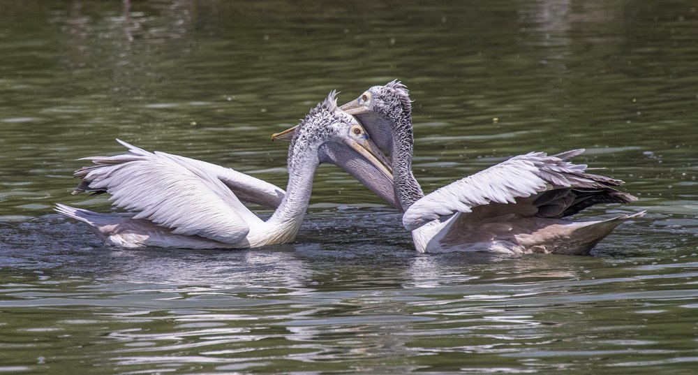 Photograph by Dem Kerrigan