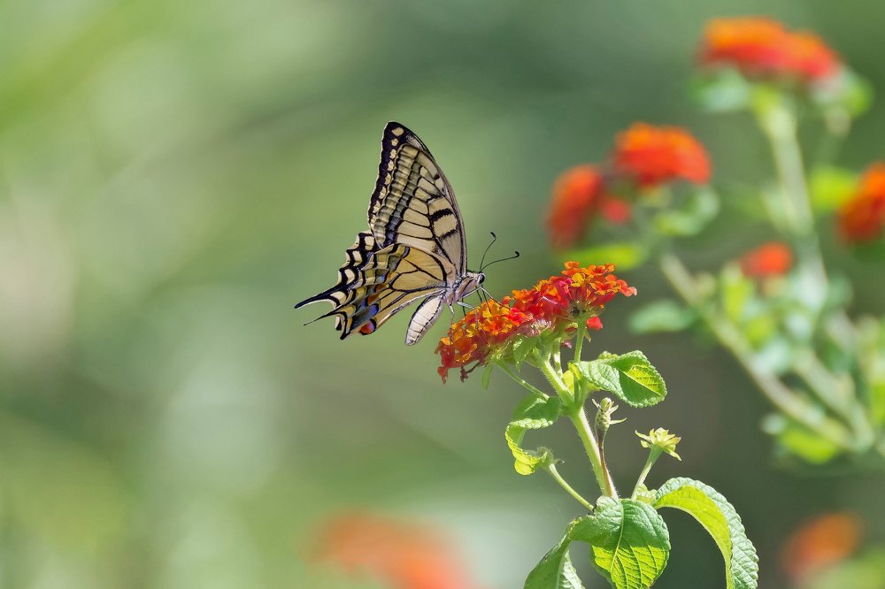 Papilio machaon