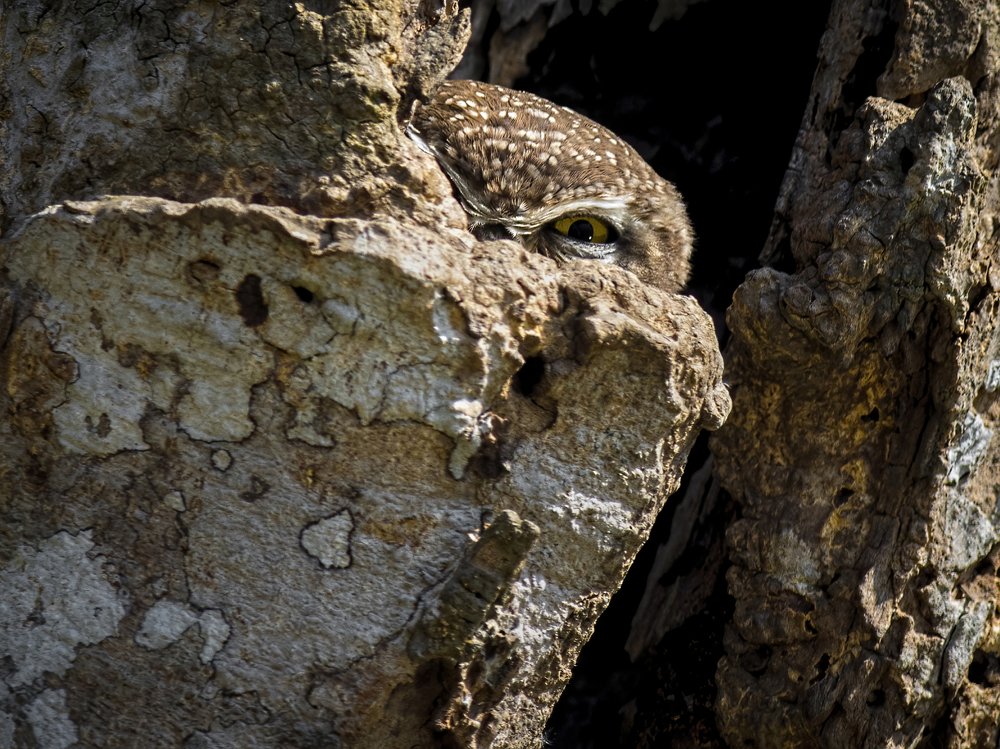 Oh...Its you again...