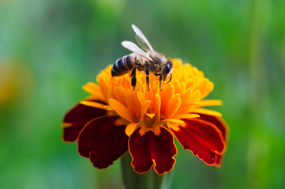 Музыкантик