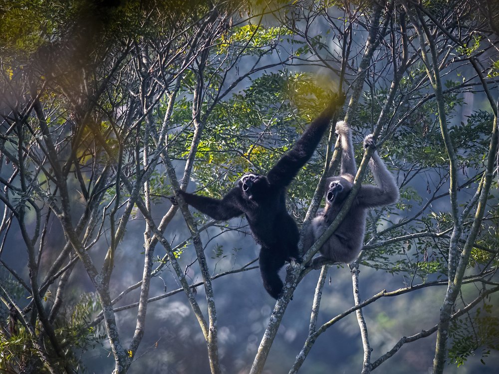 The Gibbon Song!