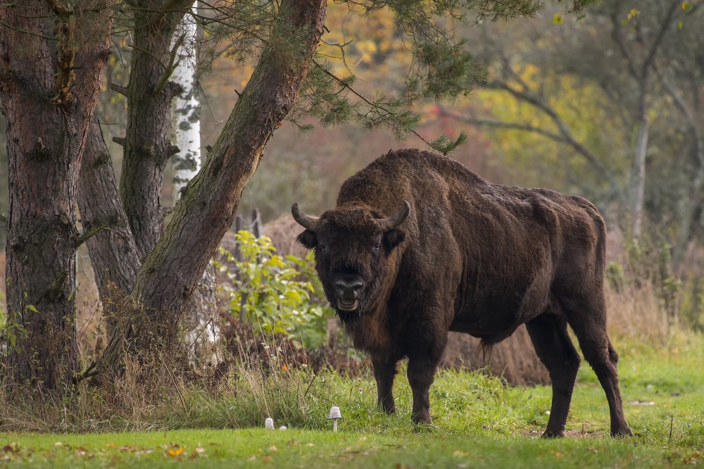 Autumn bison