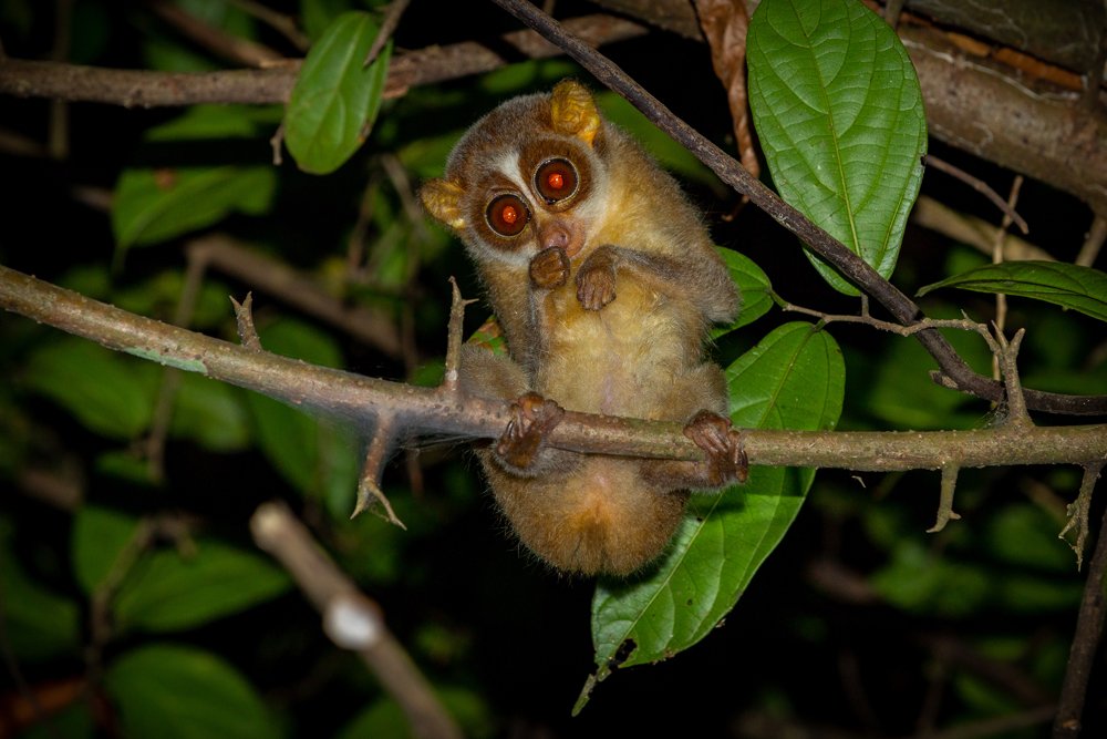 Slender loris