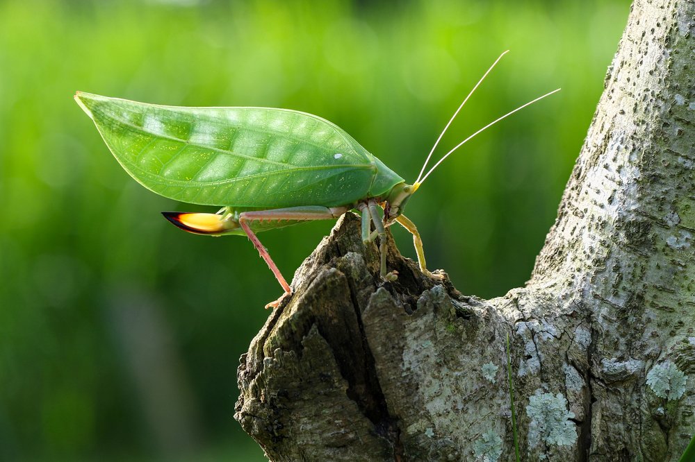 Tettigoniidae