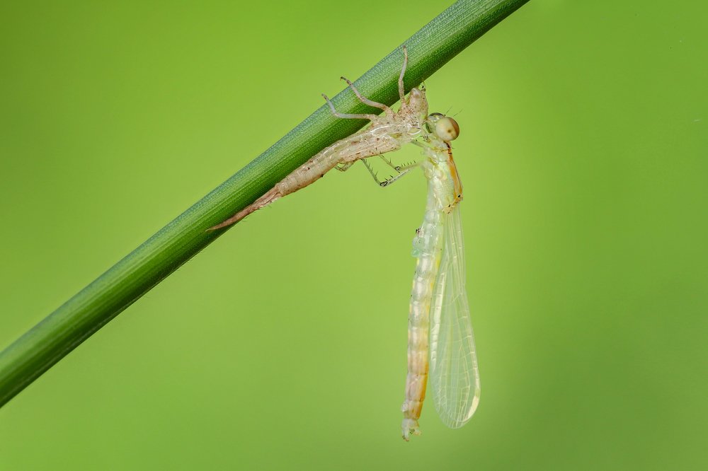 Фотография автора Tran Tuan