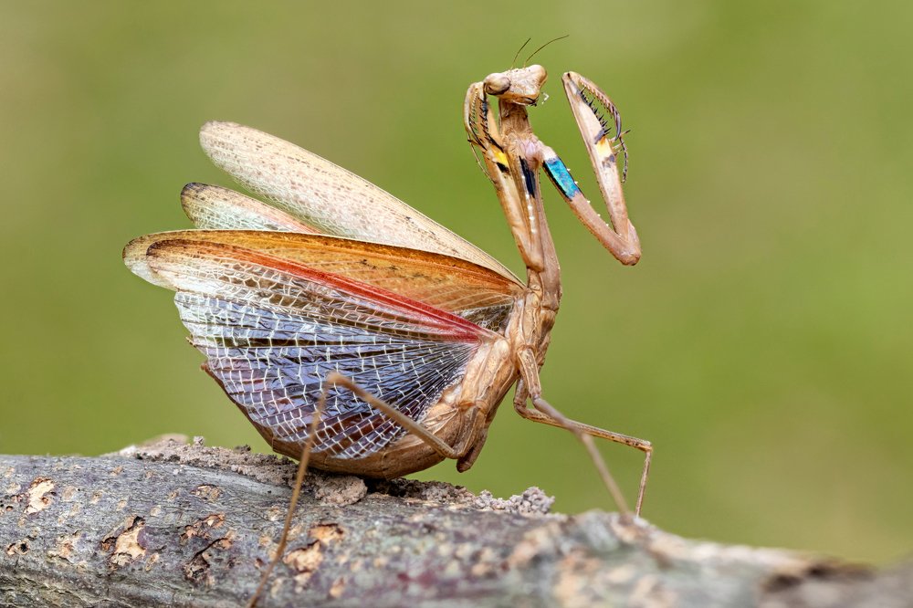 Mantid's dancing.