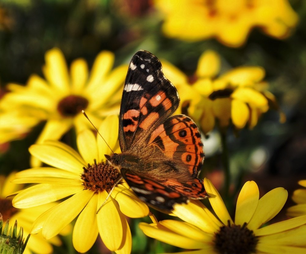 Photograph by Daniela