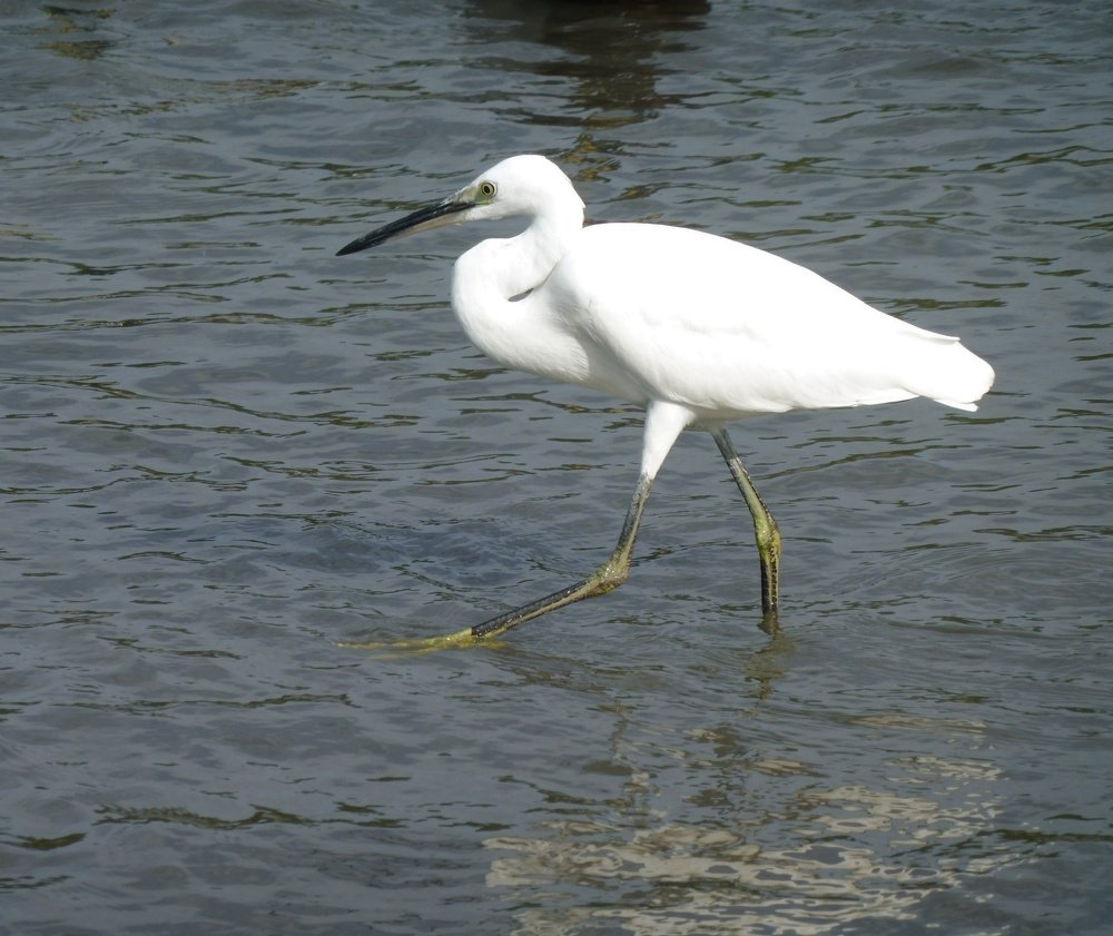 Photograph by Елена Коробкина