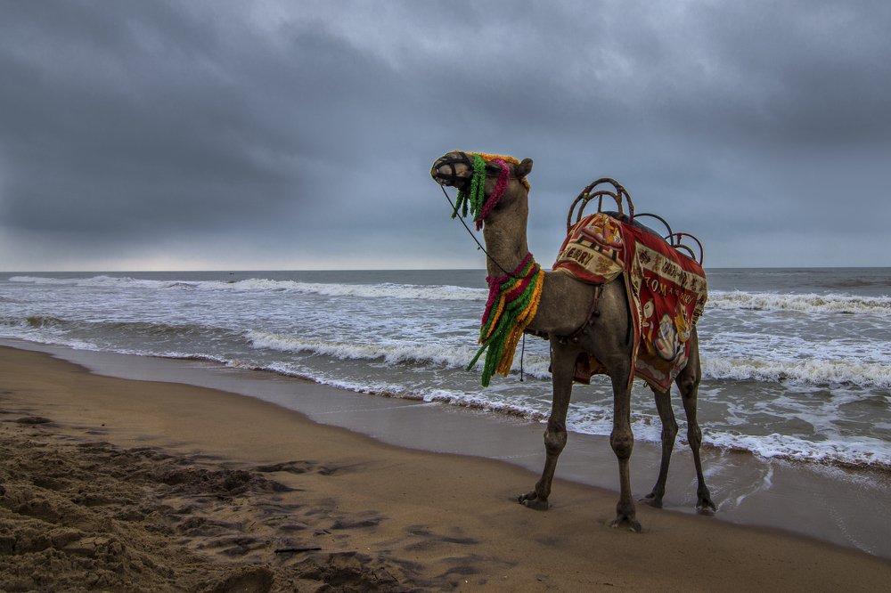 Photograph by Pinak Paul