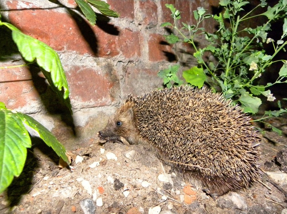 Photograph by Александр Малютин