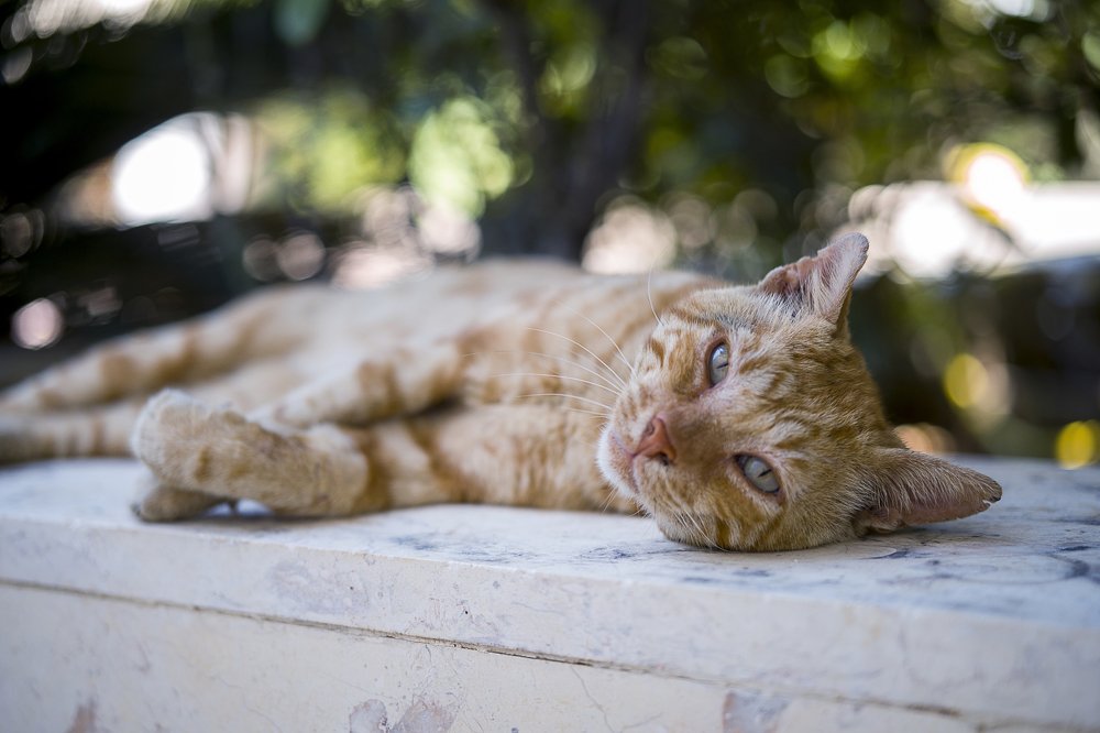 Василий Рыжов