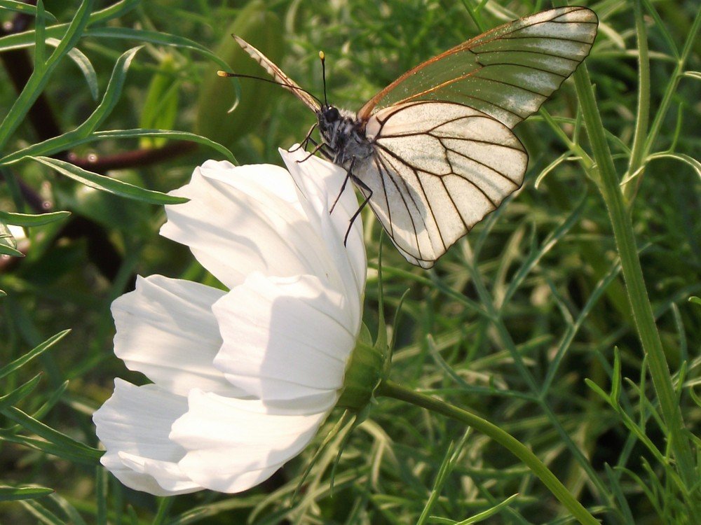 Photograph by Елена Стрельцова
