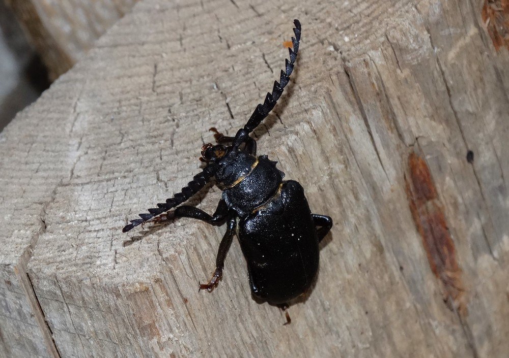 Photograph by Елена Стрельцова