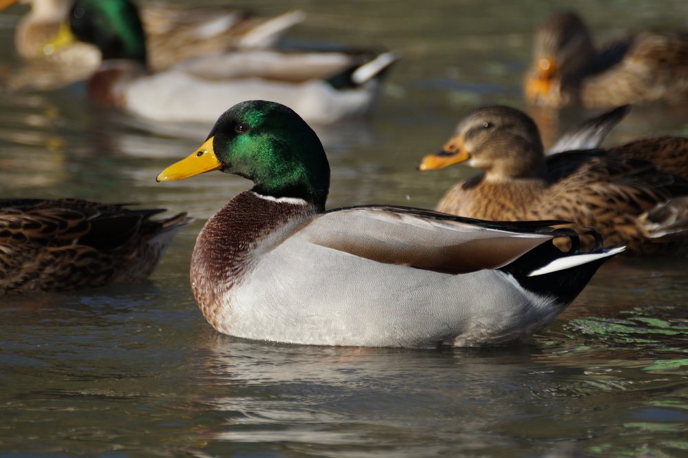 Изумрудная голова