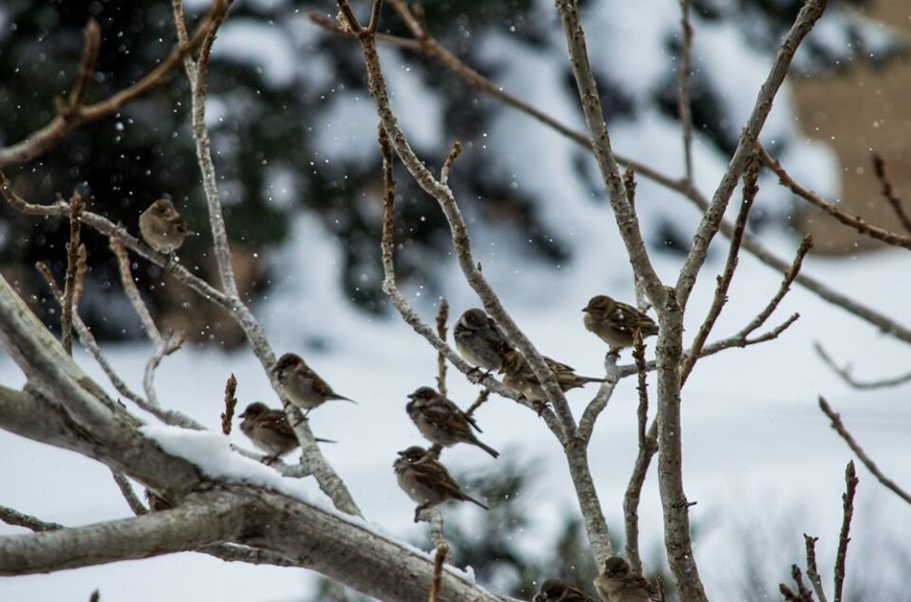 Фотография автора Темур Цивадзе