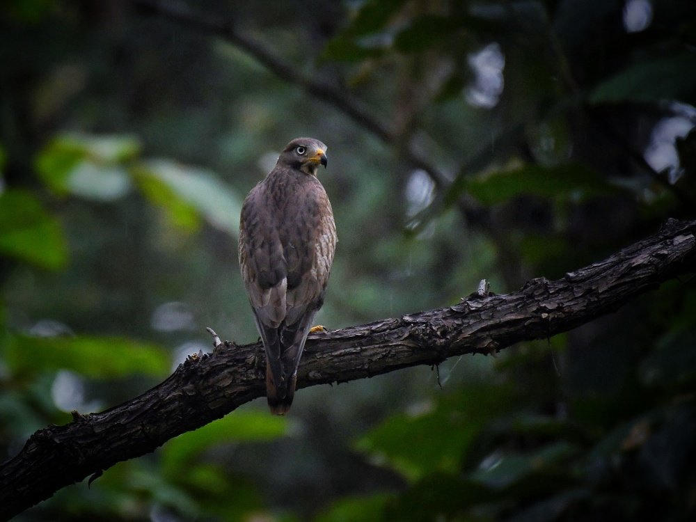 Photograph by Digambar Chaple