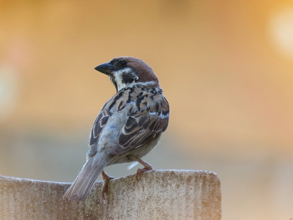 Photograph by Юлия Ключик