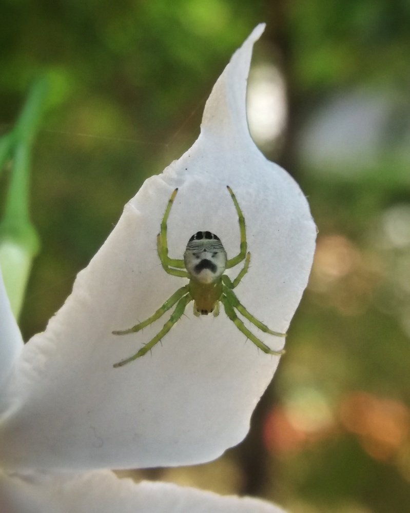 Kidney Garden Spider