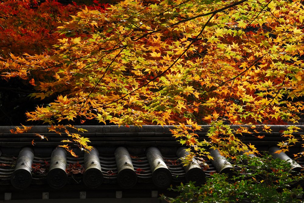 Photograph by mypure heart