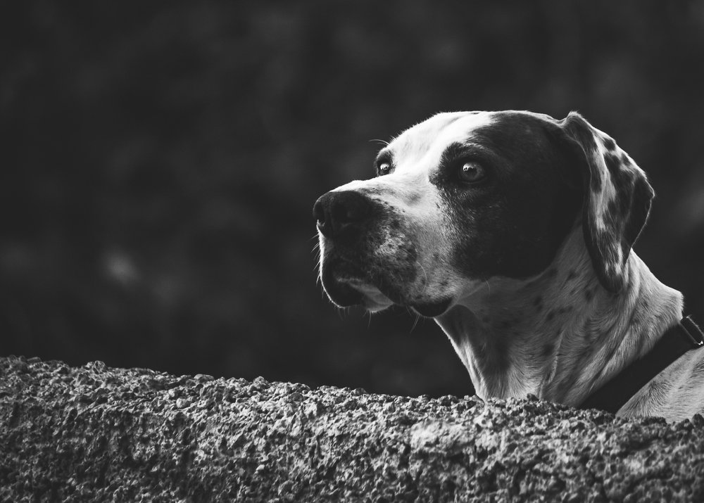 Photograph by Александр Антонов