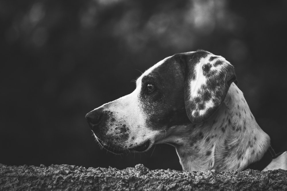 Photograph by Александр Антонов