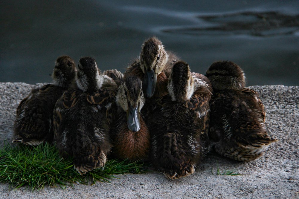 Photograph by Татьяна Шелудяк