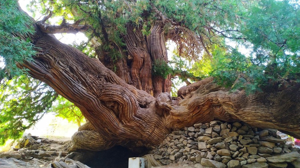 Дерево, которому более 1300 лет