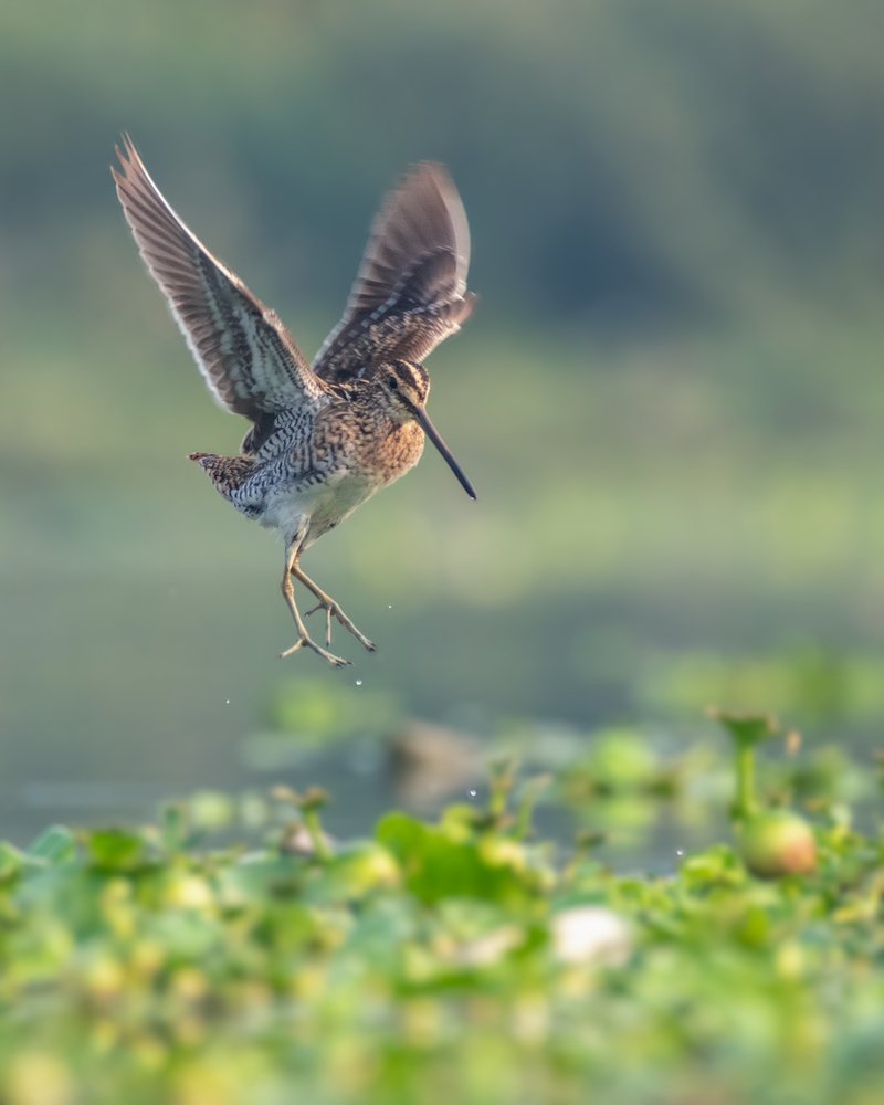 Photograph by Anindita Datta Muhuri