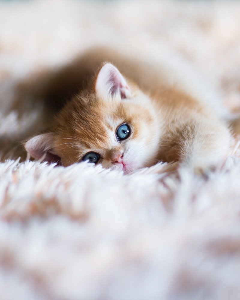 Photograph by Екатерина Фокина