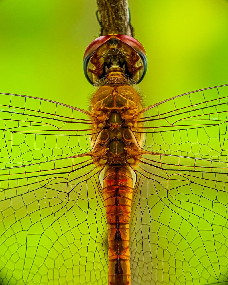Dragonfly in areial view