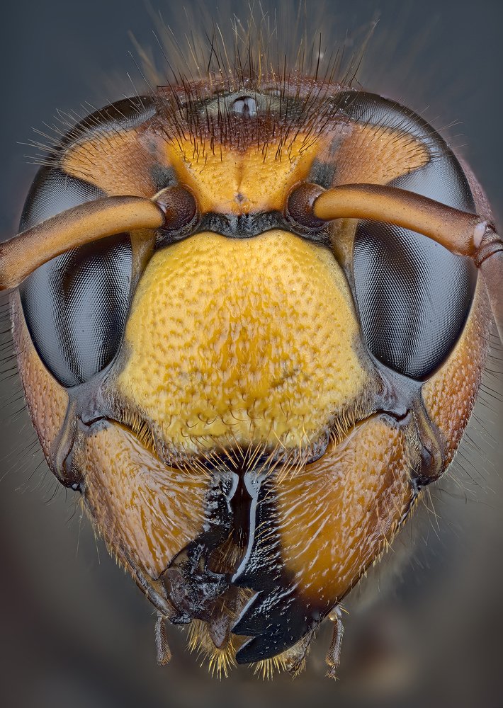 Photograph by Enrico Luzi