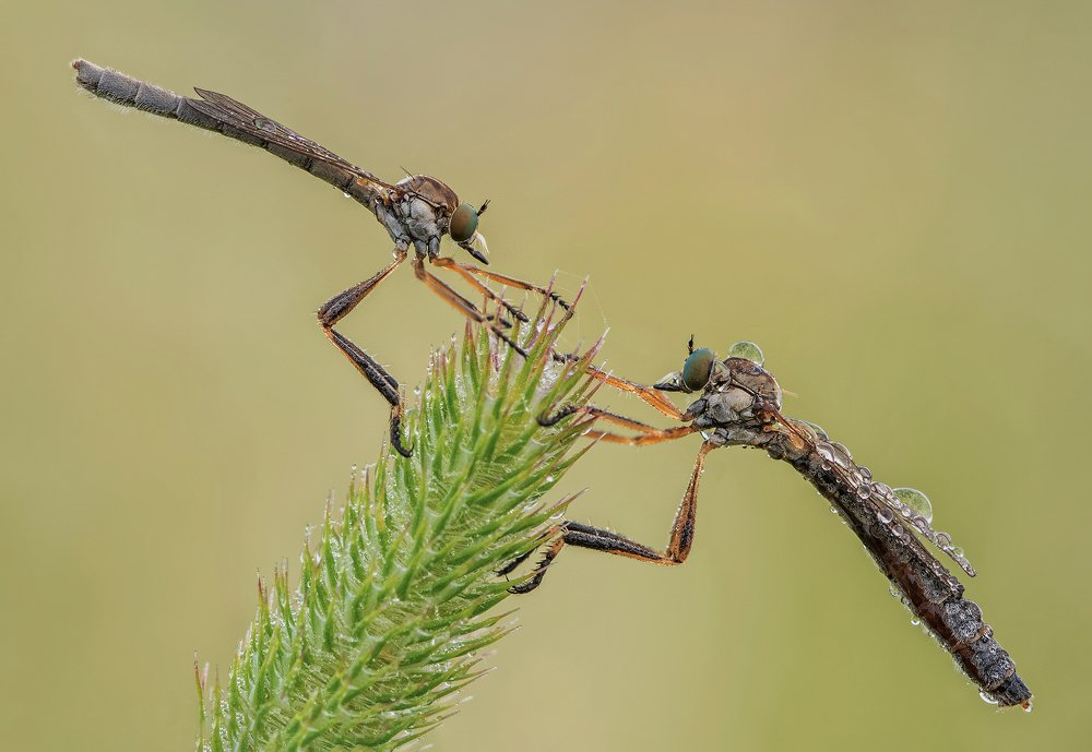 Photograph by Enrico Luzi