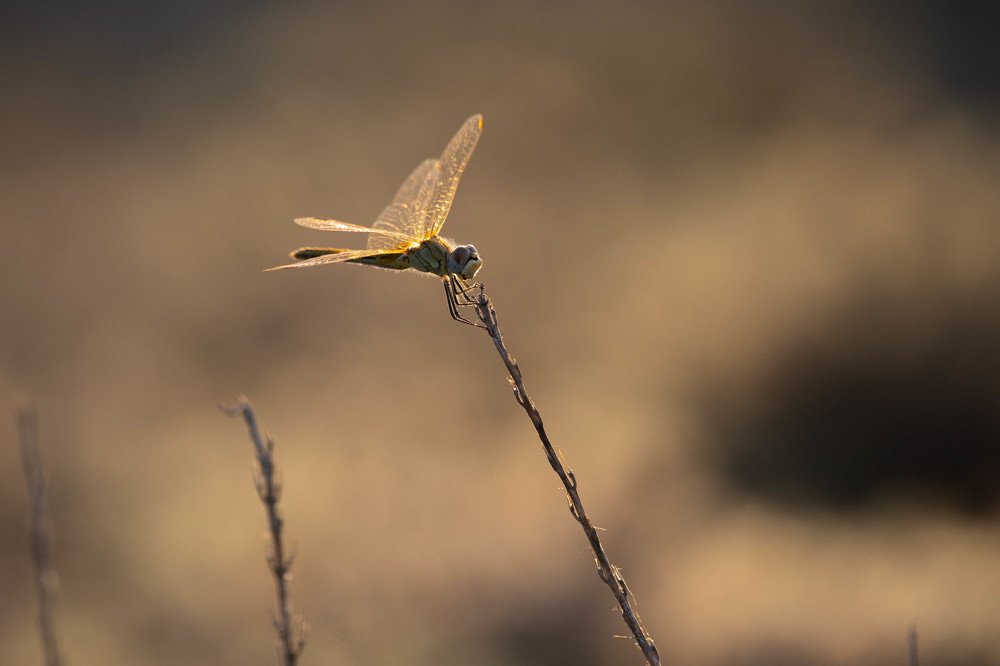 Photograph by Ксения Щербакова