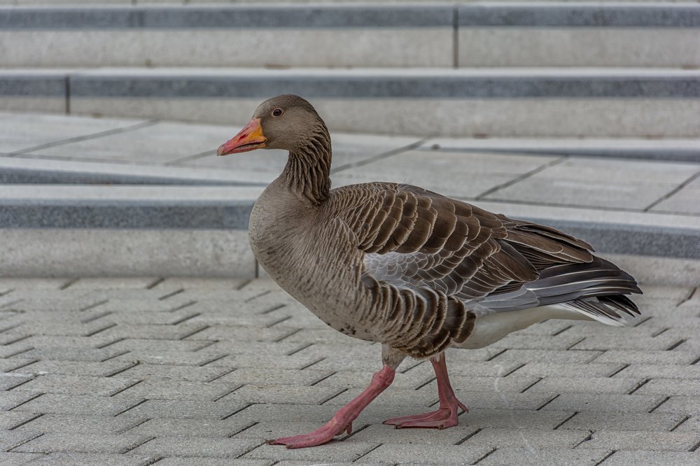 Фотография автора Илья Большаков